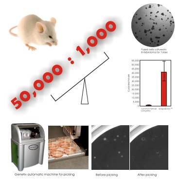 雜交瘤克隆試劑盒